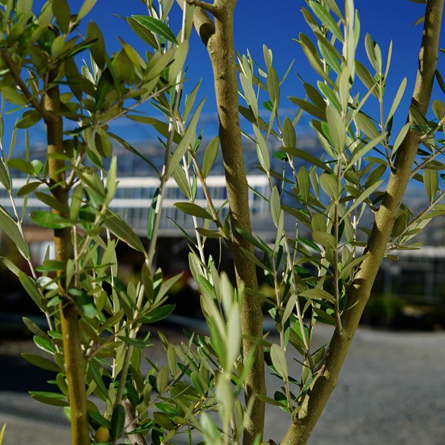 オリーブ ミッションの購入 苗木部 By 花ひろばオンライン