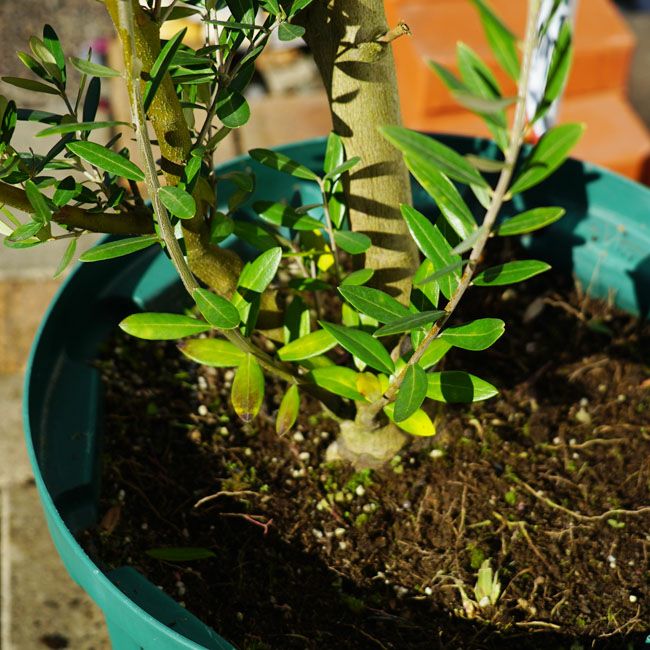 オリーブ ミッションの購入 苗木部 By 花ひろばオンライン