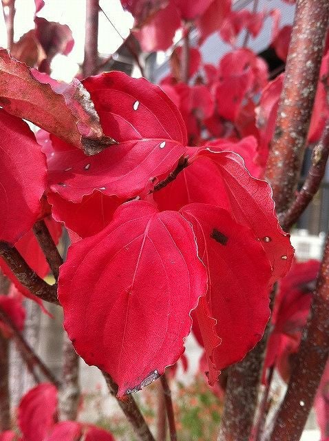 000000050209-03.jpg?size=l&w=