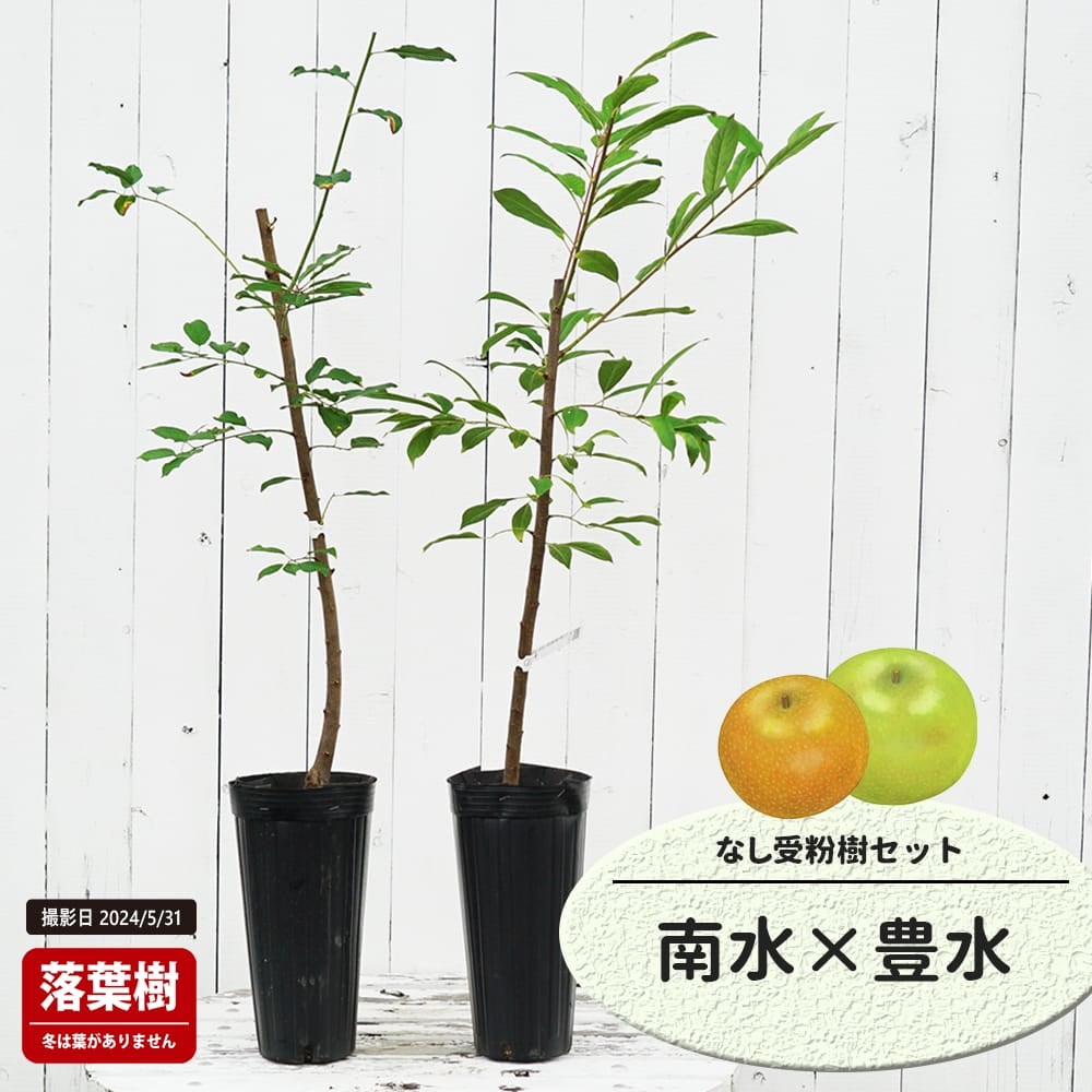 なし 南水と豊水の受粉樹セット