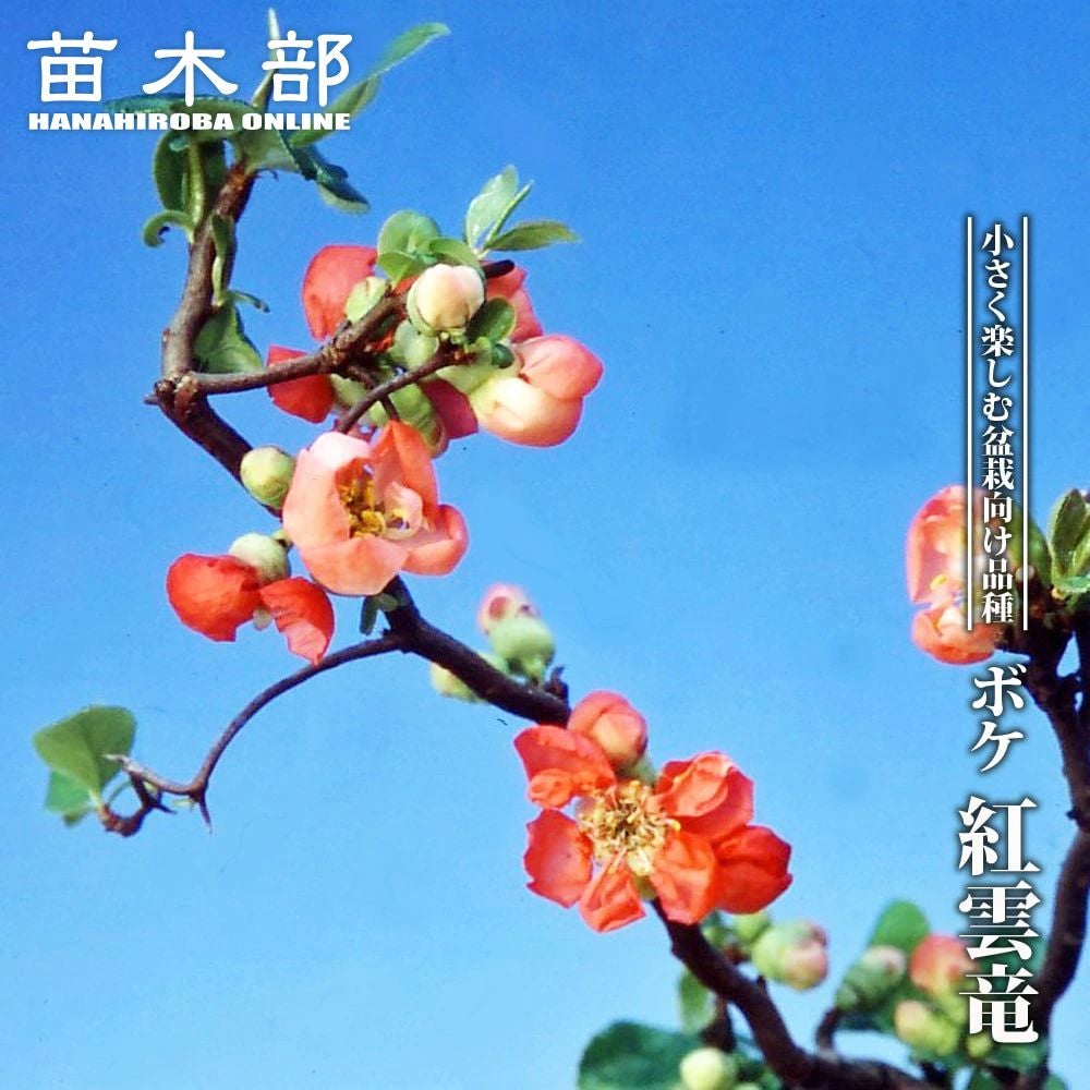 西洋サンザシ 八重紅花 サンザシ 苗 販売 苗木部 By 花ひろばオンライン