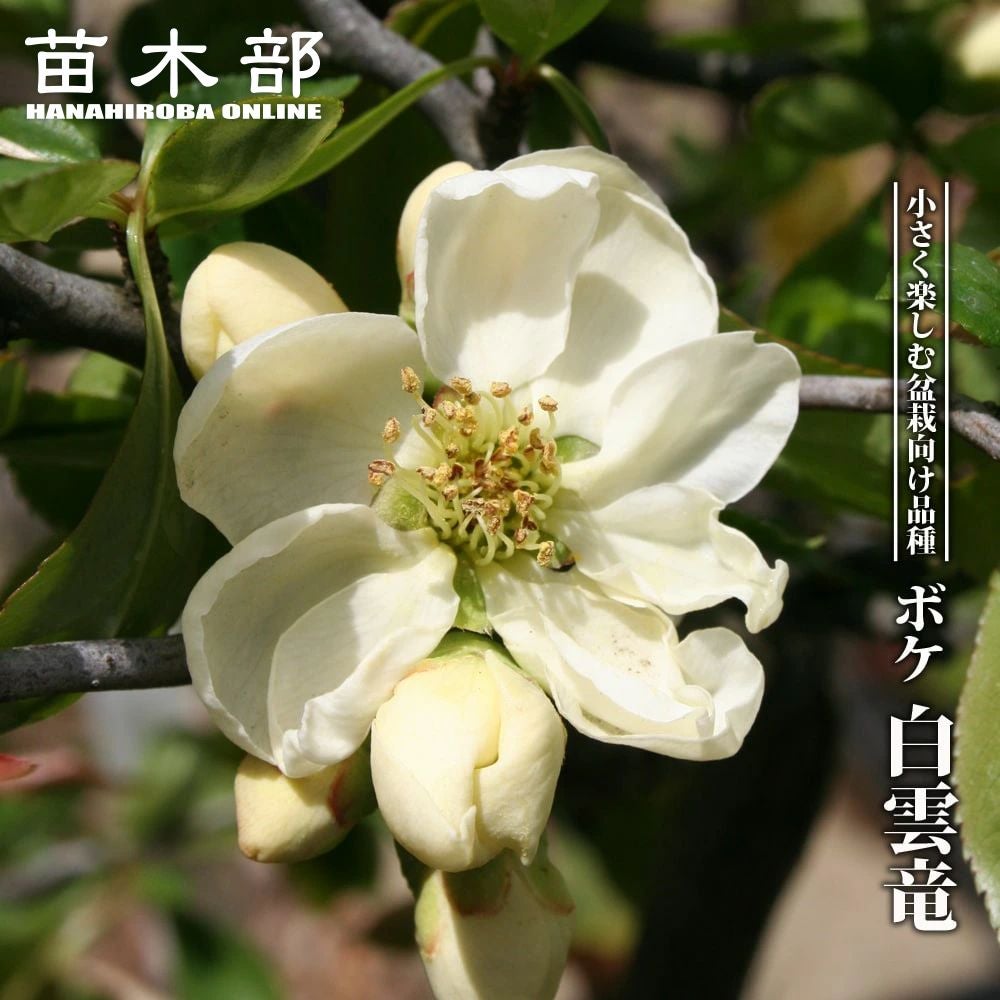 000000050277-01.jpg?size=m&w=