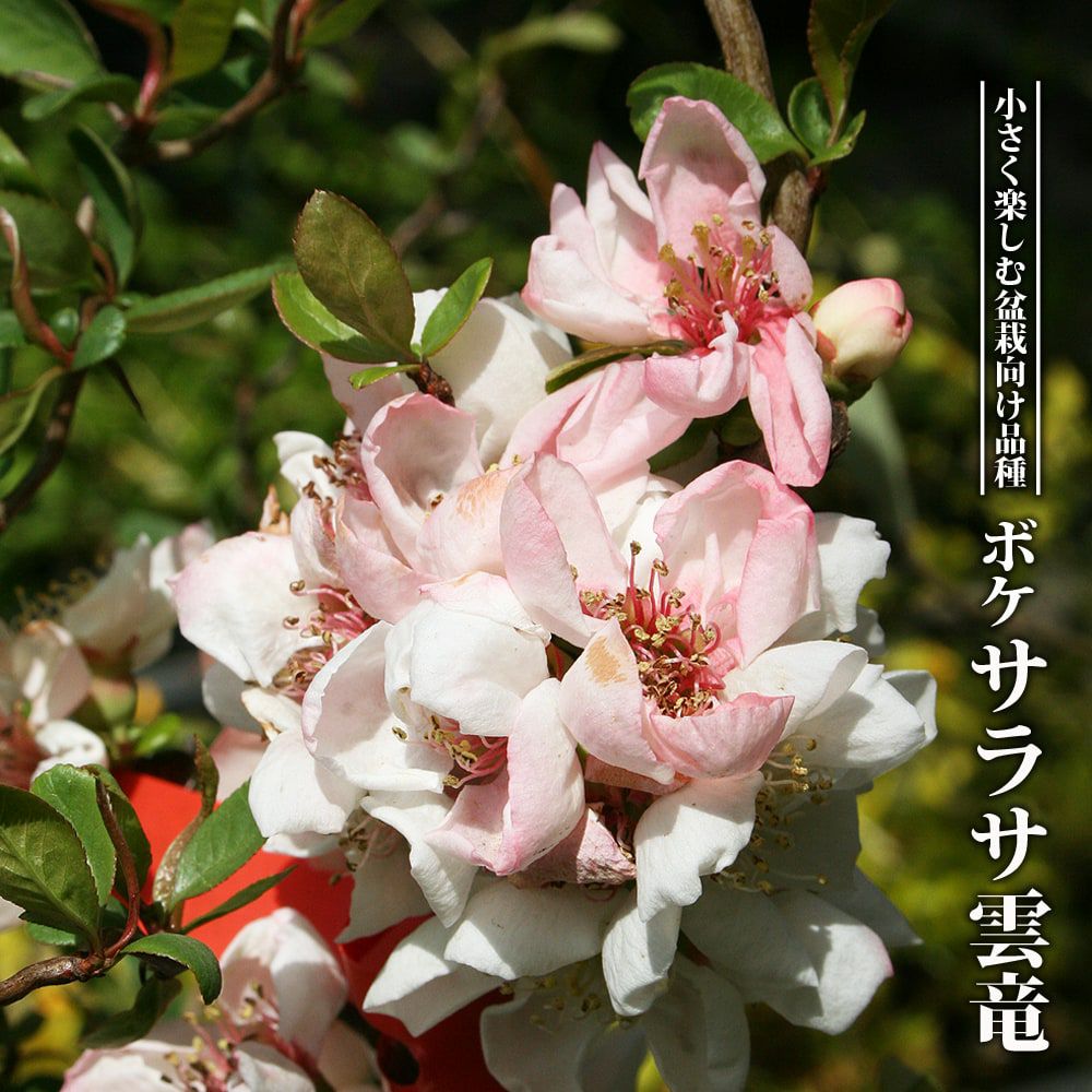 ボケ 白雲竜 苗 販売 苗木部 By 花ひろばオンライン