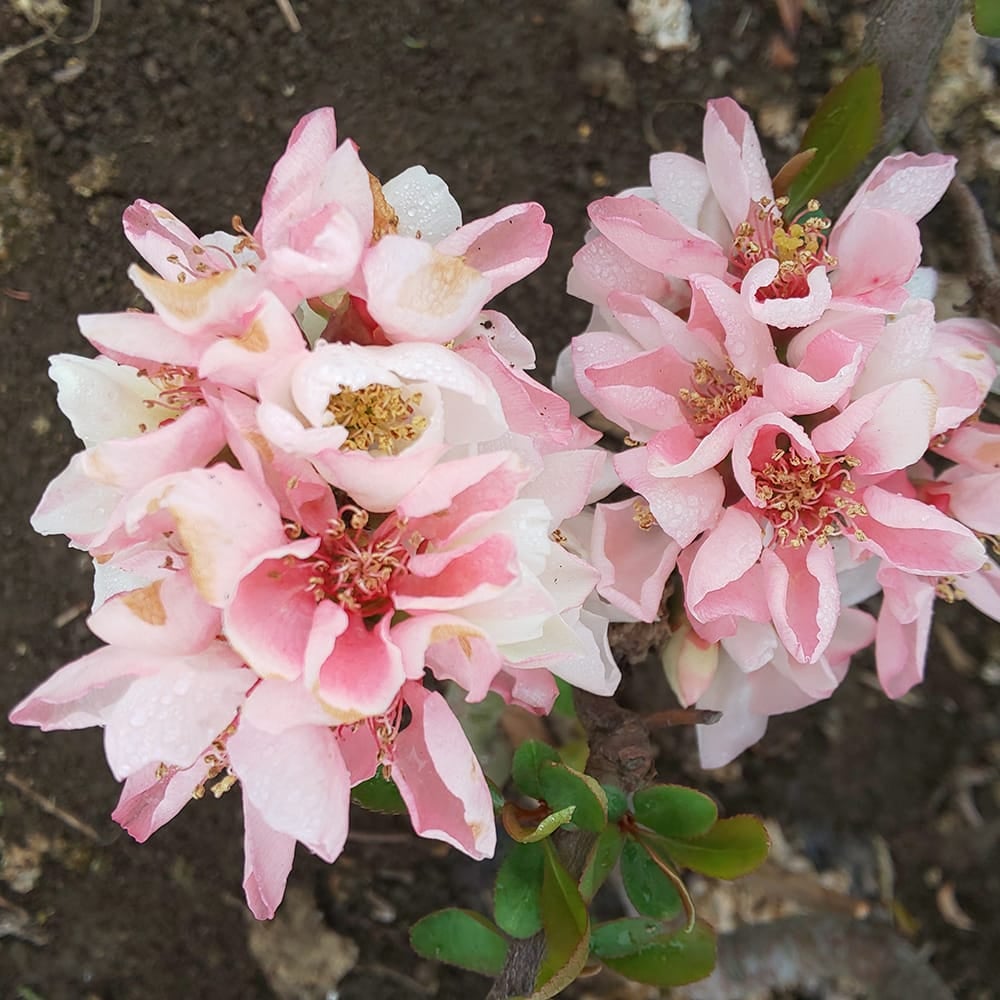 ボケ 更紗雲竜 苗 販売 苗木部 By 花ひろばオンライン