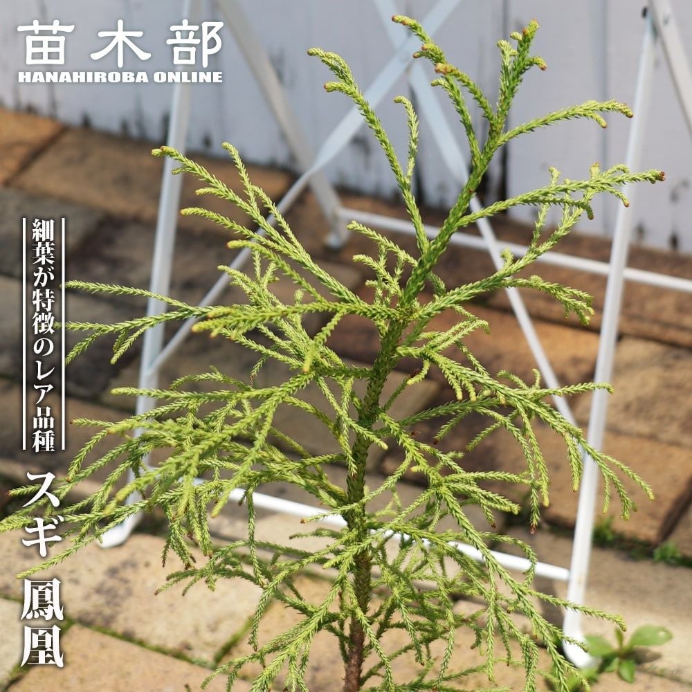 希少メウリカエデ「ベイチー」接木7号ポット苗高さ70センチ① 超希少メウリカエデ「雌瓜の大斑」接木7号鉢大苗｜Yahoo!フリマ（旧