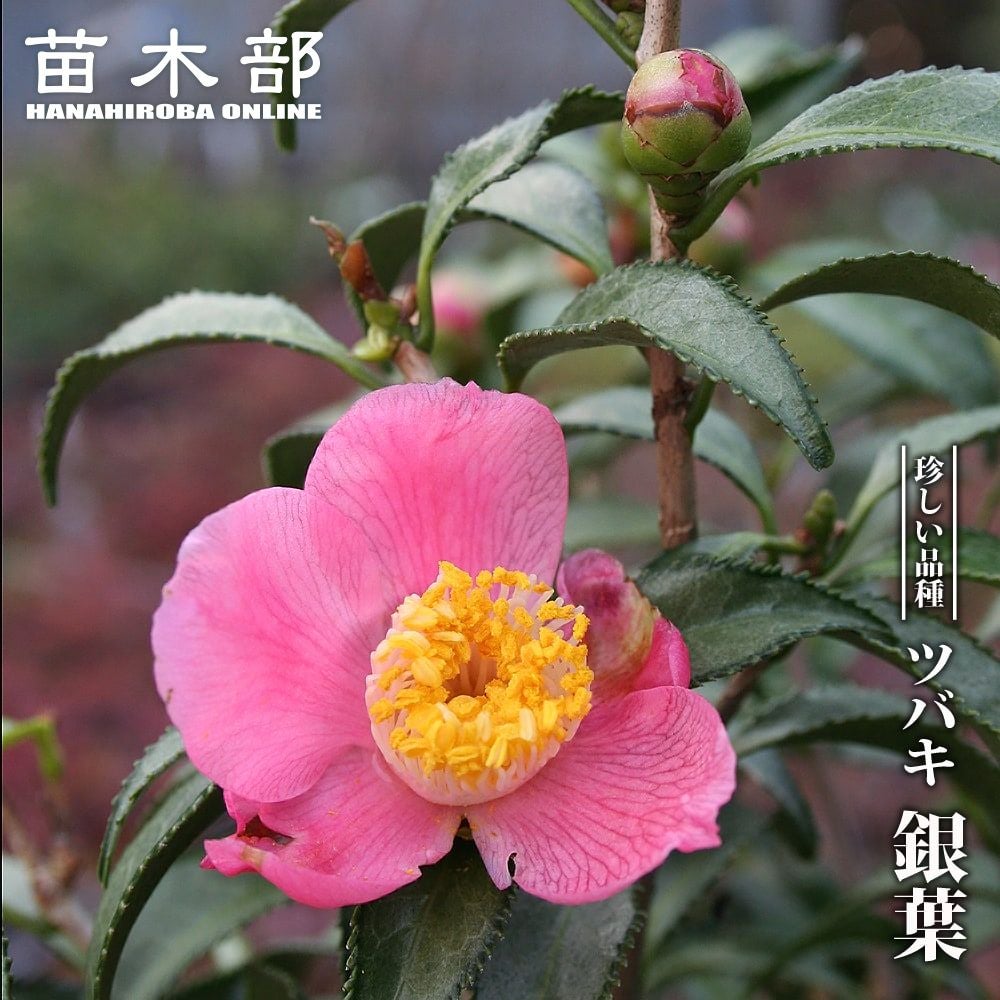 椿 素粧 苗 販売 苗木部 By 花ひろばオンライン