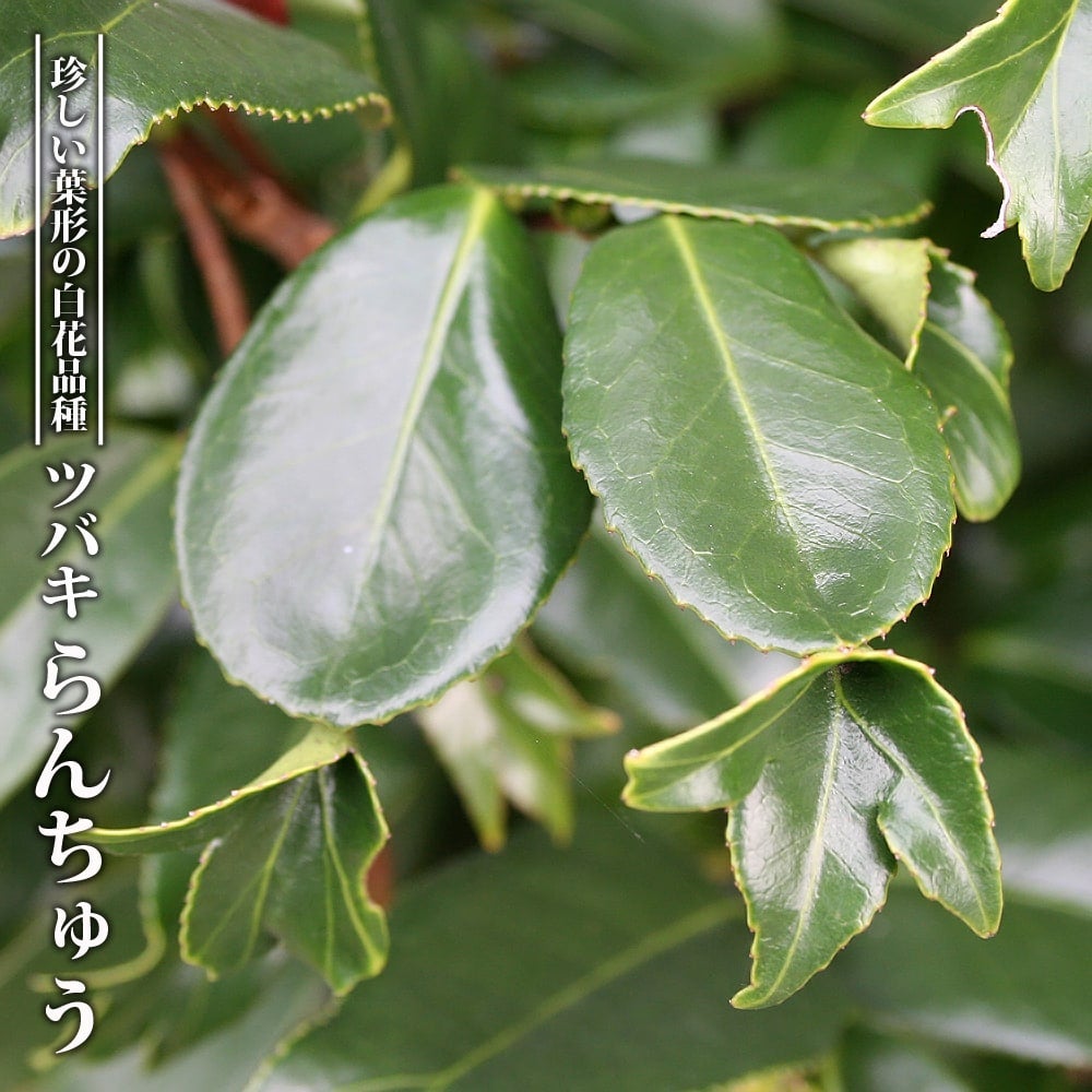 シダ タマシダの通販 苗木部 By 花ひろばオンライン