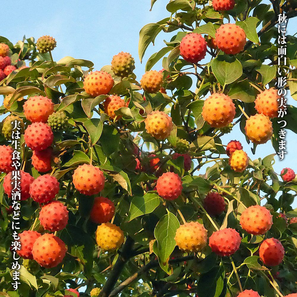 000000050349-03.jpg?size=l&w=