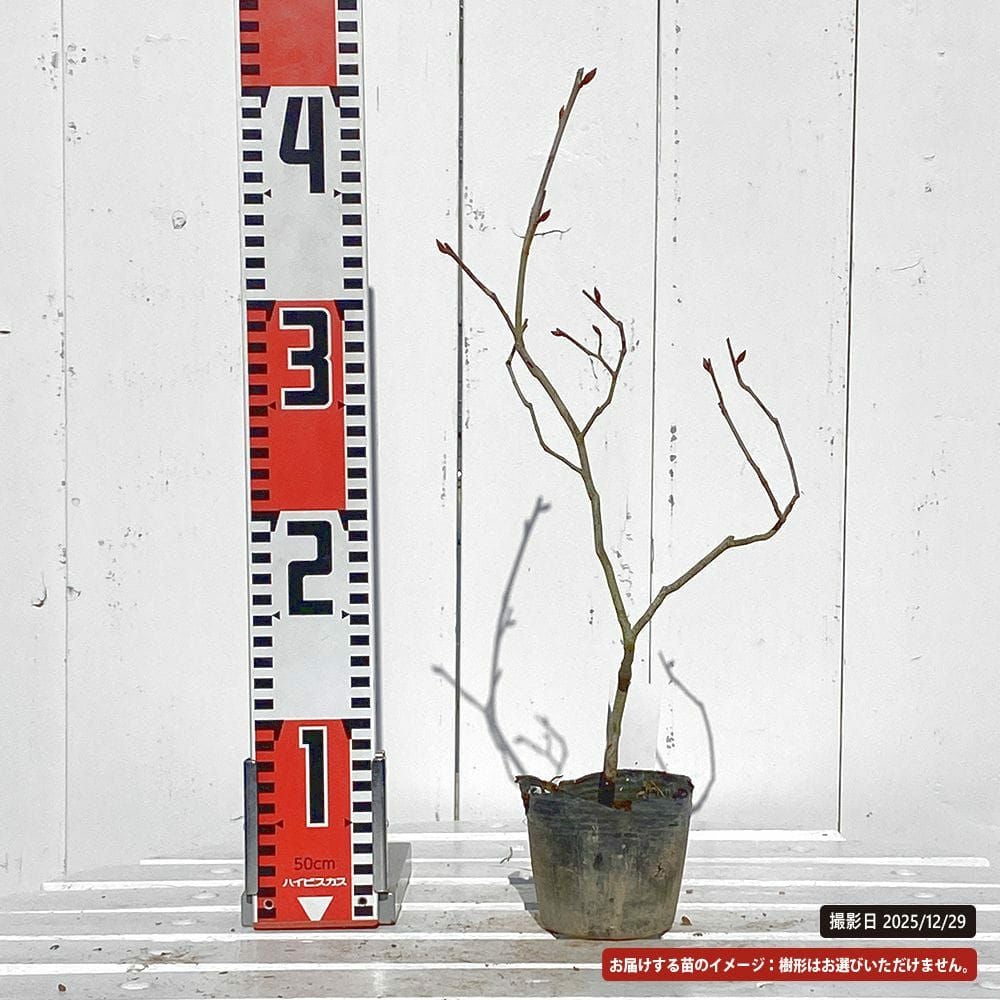 ヤマコウバシ 苗 販売 苗木部 By 花ひろばオンライン