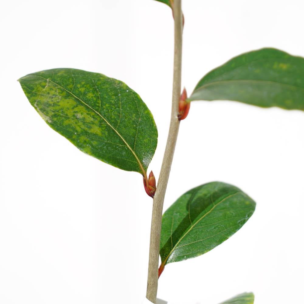 000000050350-05.jpg?size=l&w=