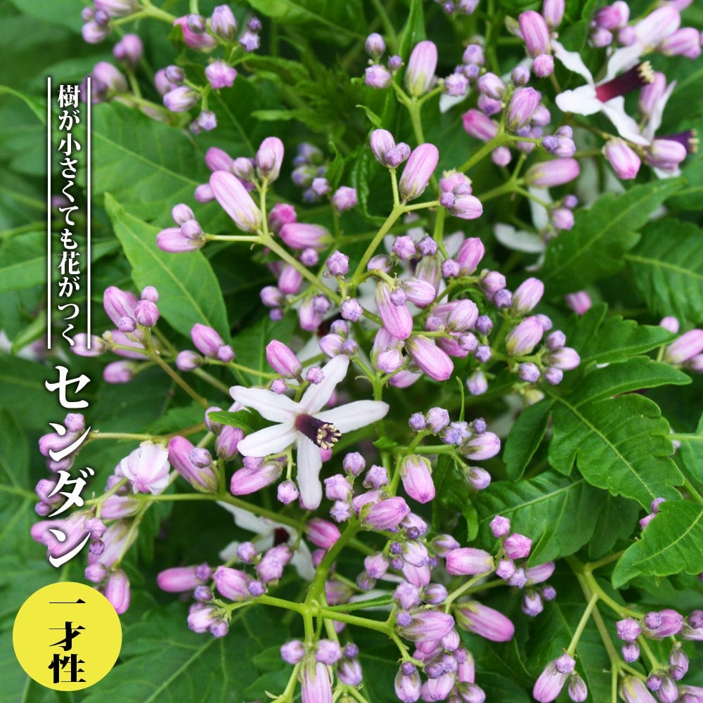 アカシア ポートリンカーンワトル 苗 通販 苗木部 By 花ひろばオンライン