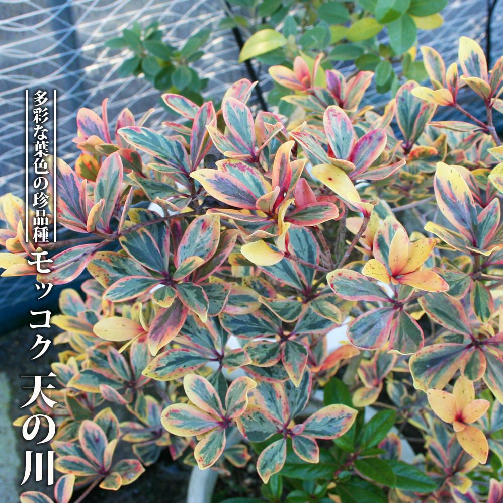 タイサンボク リトルジェム 苗 通販 苗木部 By 花ひろばオンライン