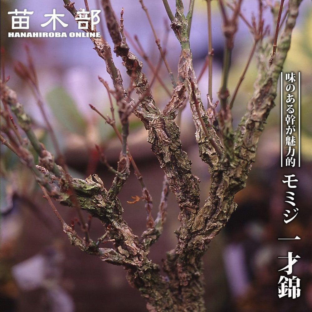 もみじ苗　100本 000000050373-01.jpg?size=m&w=