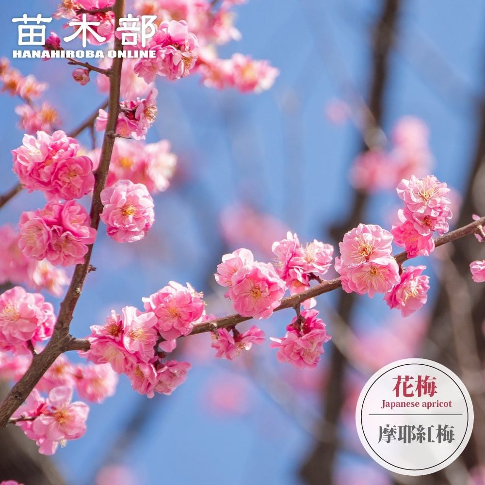 ウメ 鹿児島紅梅 花梅 緋梅系 苗 販売 苗木部 By 花ひろばオンライン