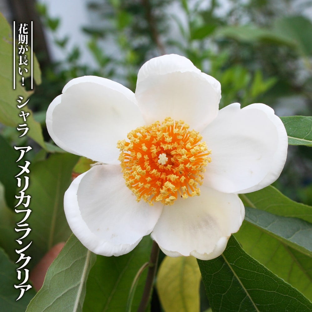 モリハナ様確認用 000000050421-01.jpg?size=l&w=