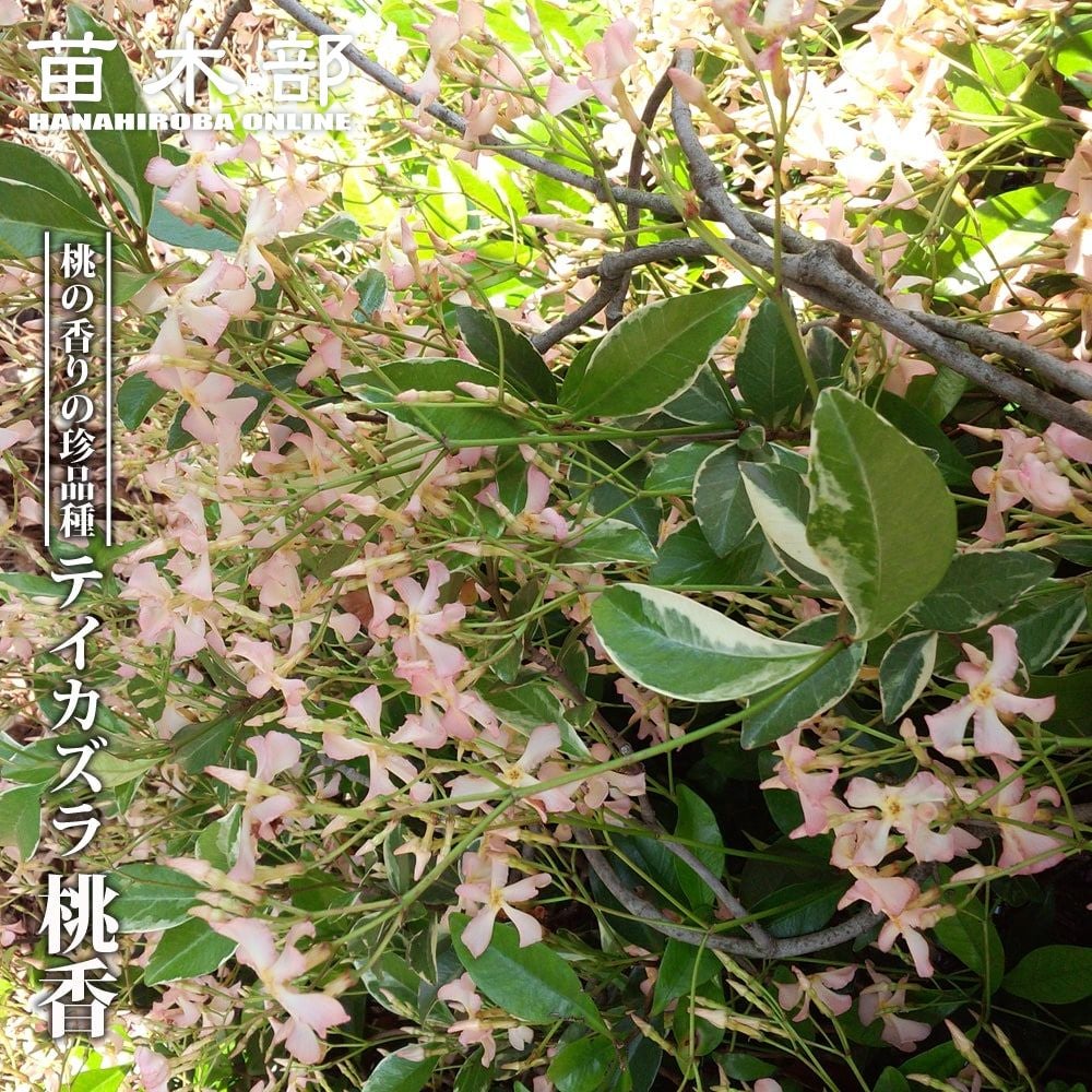 トキワガマズミ 京かんざし 苗 販売 苗木部 By 花ひろばオンライン
