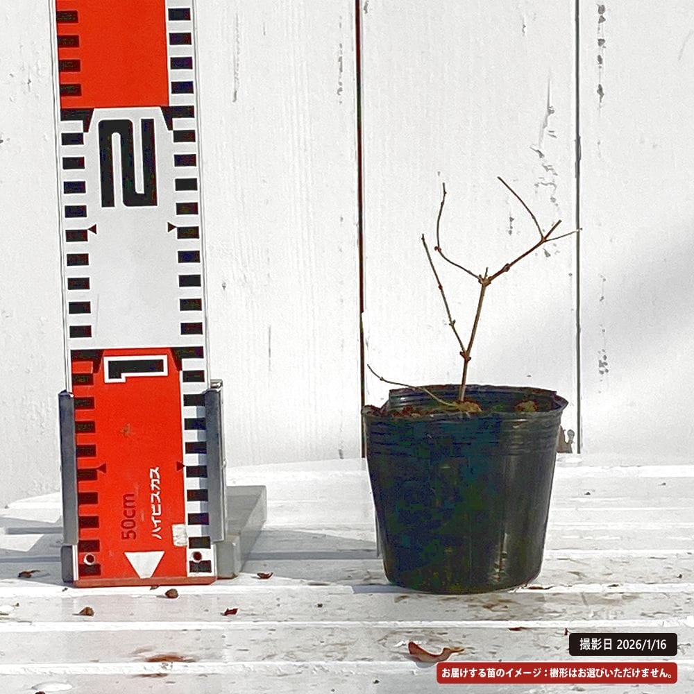 銀葉 ミツバウツギ 苗 販売 苗木部 By 花ひろばオンライン