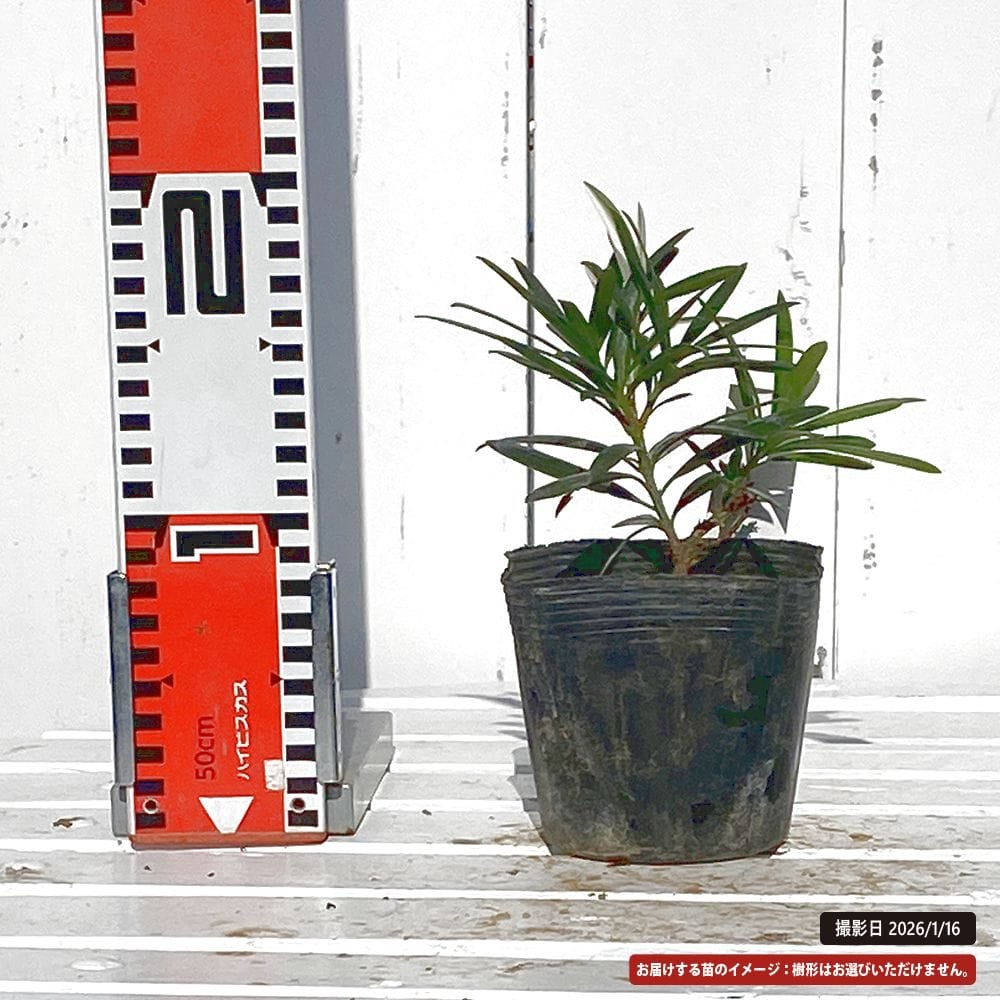 マキ ラカンマキ 白斑 苗 販売 苗木部 By 花ひろばオンライン