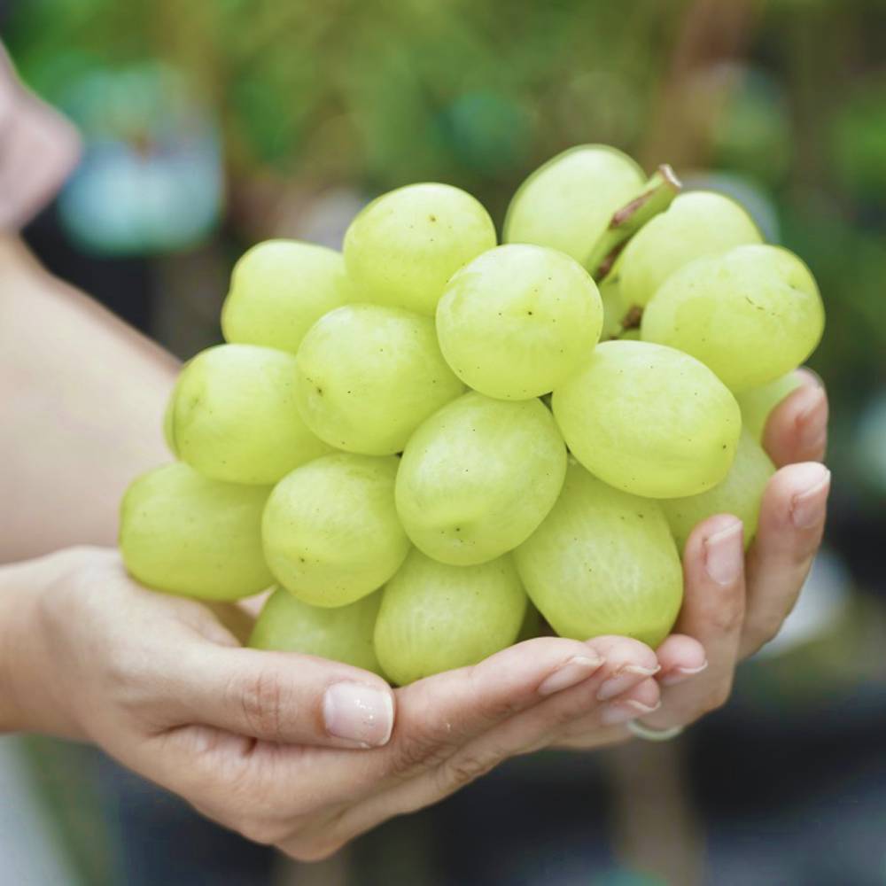 ブドウ 欧州系2倍体 天山 苗 販売 苗木部 By 花ひろばオンライン