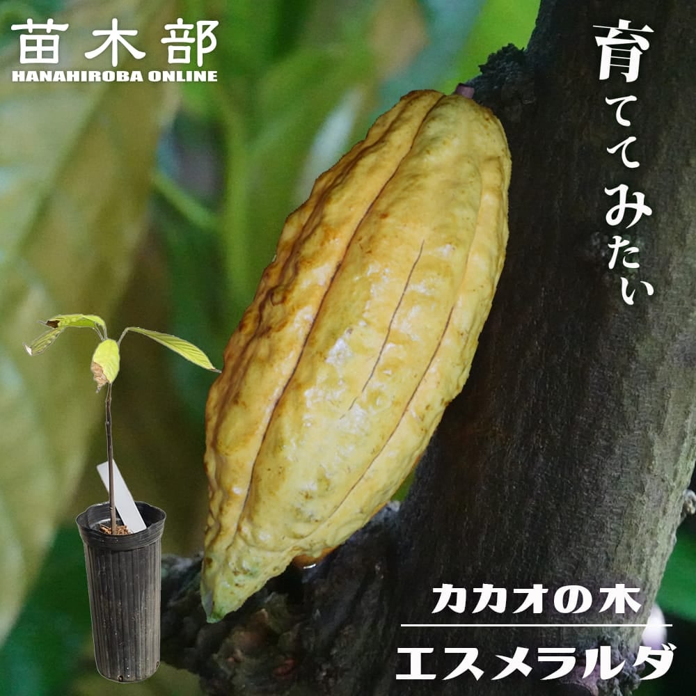 カカオ苗　2鉢組　トリニタリオ種 カカオ トリニタリオ種 オバリータ ロサ 苗 販売 苗木部 By 花ひろば