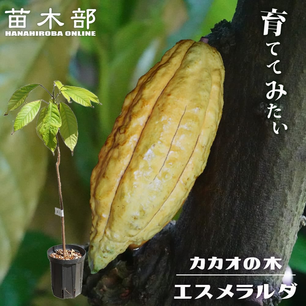 カカオ トリニタリオ種 ソコヌスコ 苗 販売 苗木部 By 花ひろばオンライン