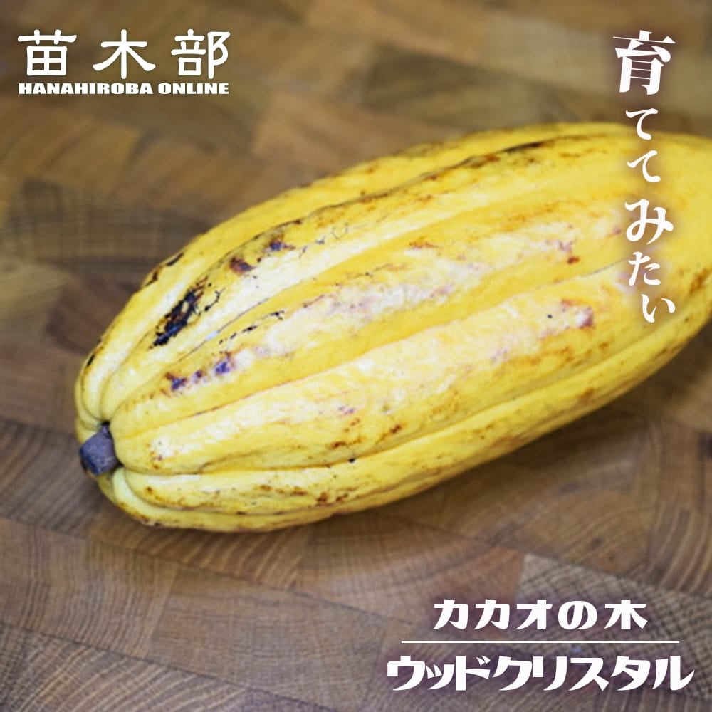 カカオ トリニタリオ種 ウッドクリスタル 苗 販売 苗木部 By 花ひろば