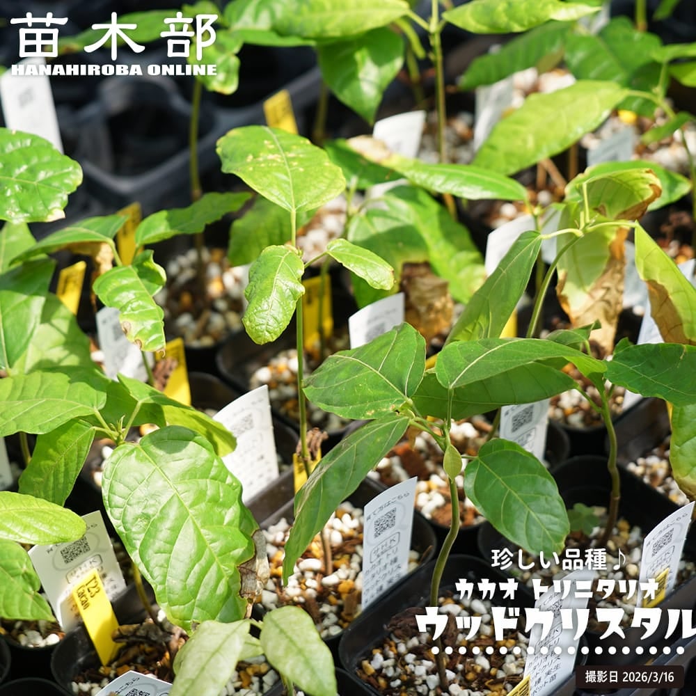 カカオ トリニタリオ種 ウッドクリスタル 苗 販売 苗木部 By 花ひろば