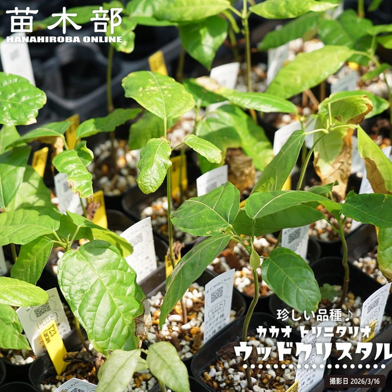 カカオ トリニタリオ種 ウッドクリスタル 苗 販売 苗木部 By 花ひろば 