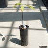 カカオ 【クリオロ種 エスメラルダ】 実生 ロング中苗