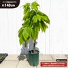 カカオ 【クリオロ種 エスメラルダ】 実生 8年生 140cm 実生 7号鉢植え 大苗
