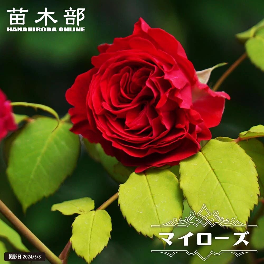 000000050512-01.jpg?size=l&w=