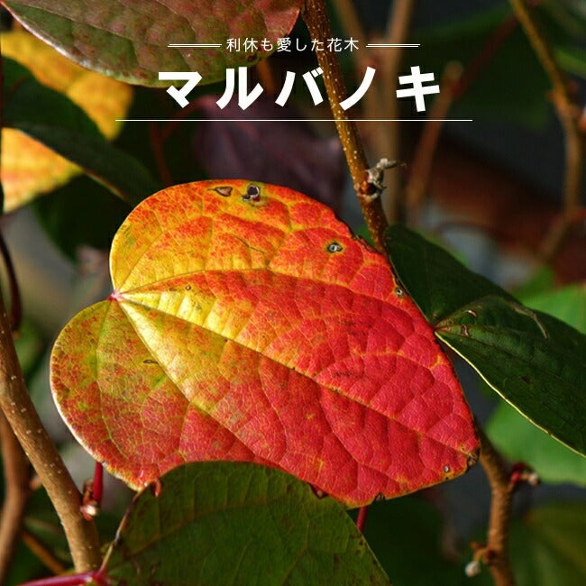 マルバノキ | 苗木部 本店 By 花ひろばオンライン