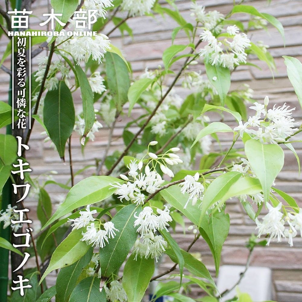 000000050530-01.jpg?size=m&w=