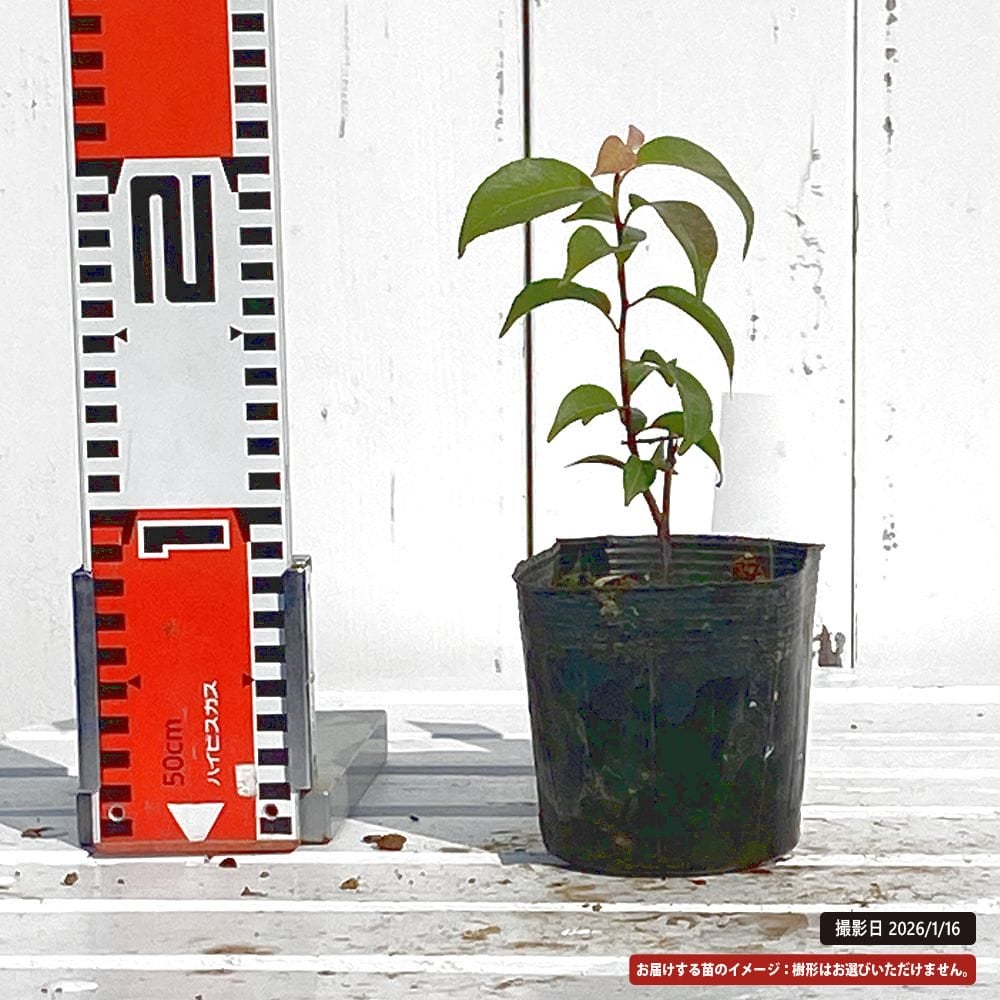 常緑エゴノキ トキワエゴ 苗 通販 苗木部 By 花ひろばオンライン