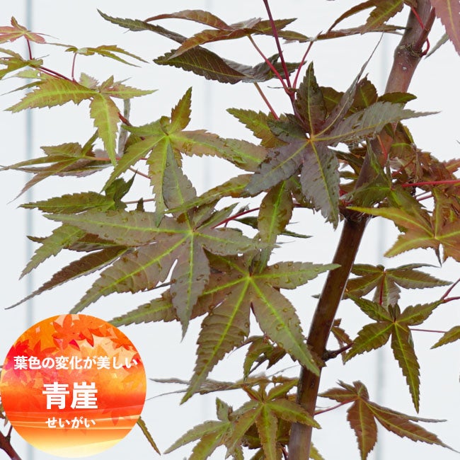 モミジ “青崖（セイガイ）“ 専門店の庭木販売 苗木部 By 花ひろば