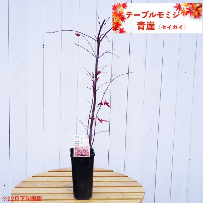 モミジ “青崖（セイガイ）“ 専門店の庭木販売 苗木部 By 花ひろば