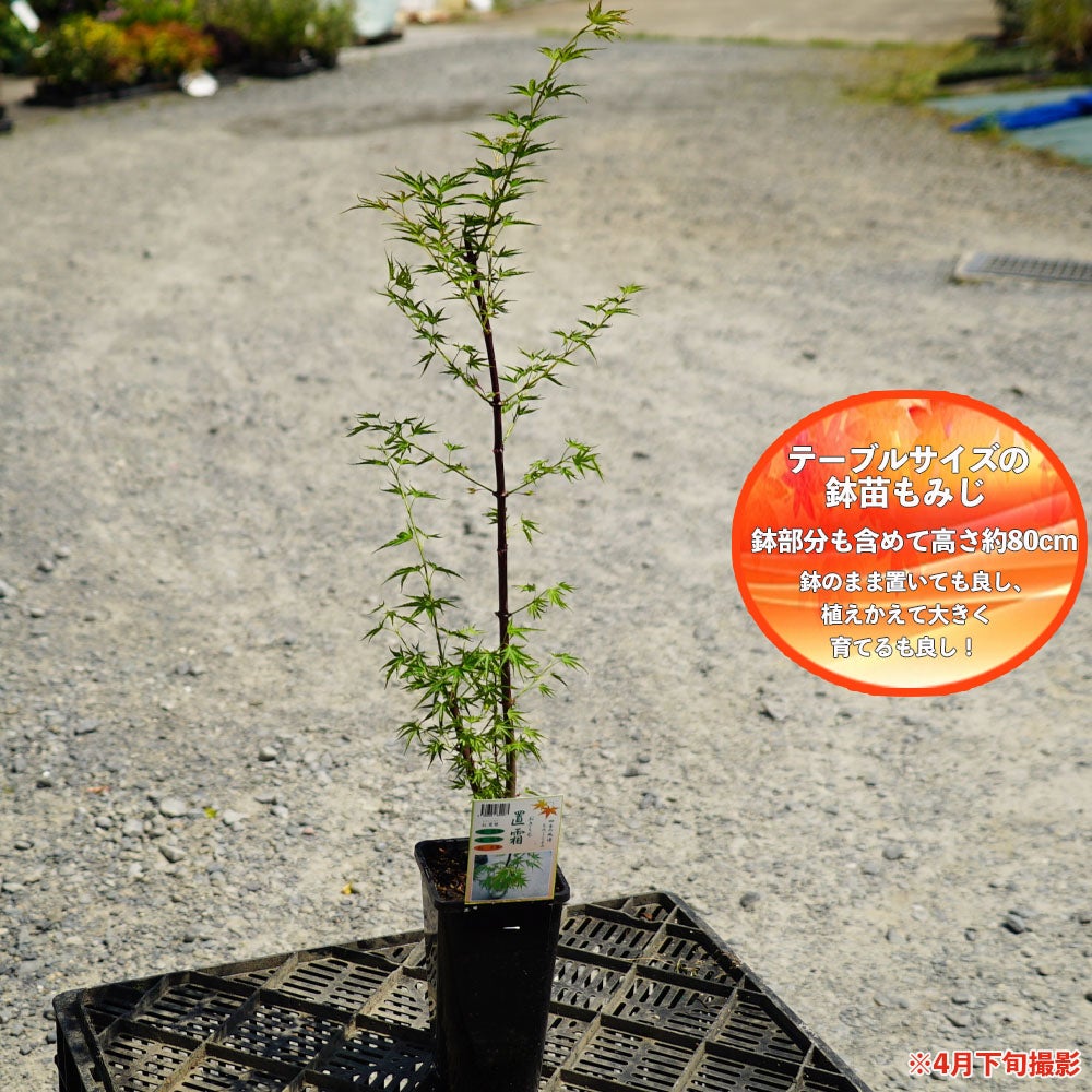 カエデ・もみじ 置霜 イロハモミジ系 苗 販売 苗木部 By 花ひろば