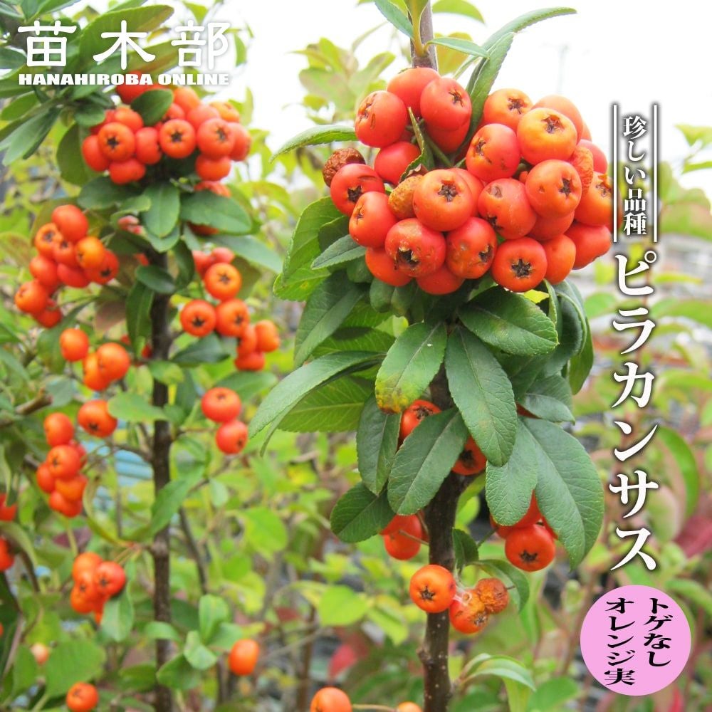 ピラカンサ6 楽天市場】ピラカンサ（2色植え 黄×赤）1鉢 6号 プラスチック鉢 常磐