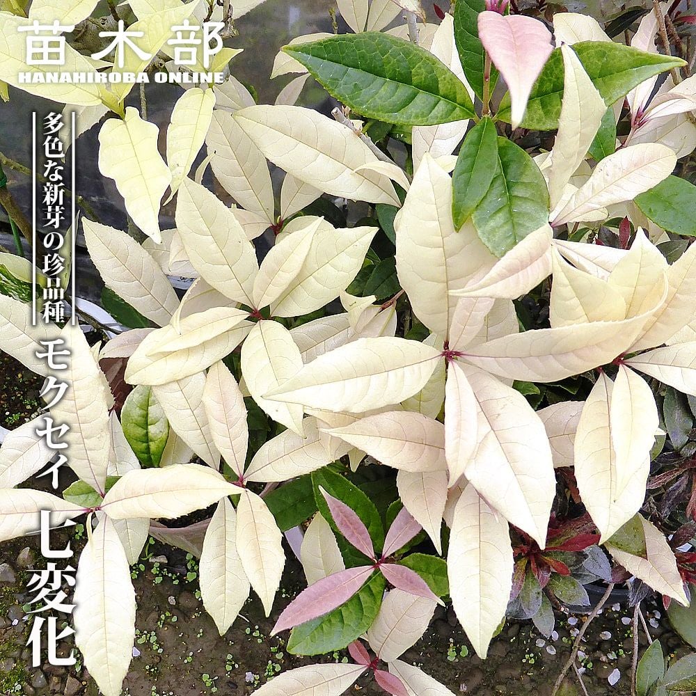 タイサンボク リトルジェム 苗 通販 苗木部 By 花ひろばオンライン