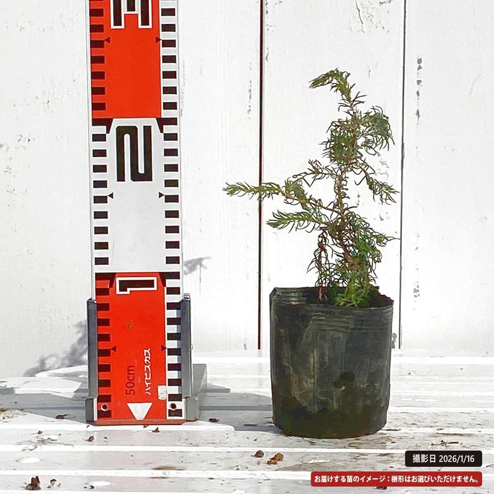 ネズ トショウ（杜松） 雲竜シダレ 苗 販売 苗木部 By 花ひろばオンライン