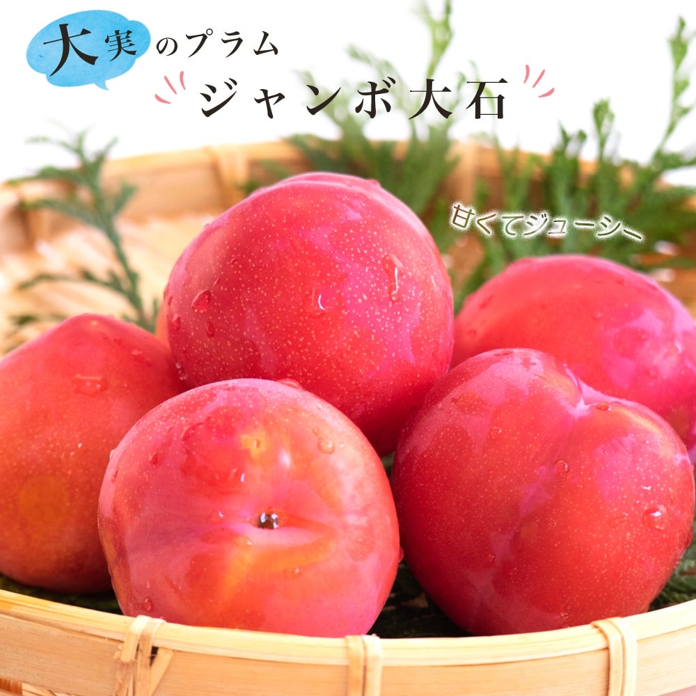 プラム・スモモ ジャンボ貴陽 苗 販売 苗木部 By 花ひろばオンライン