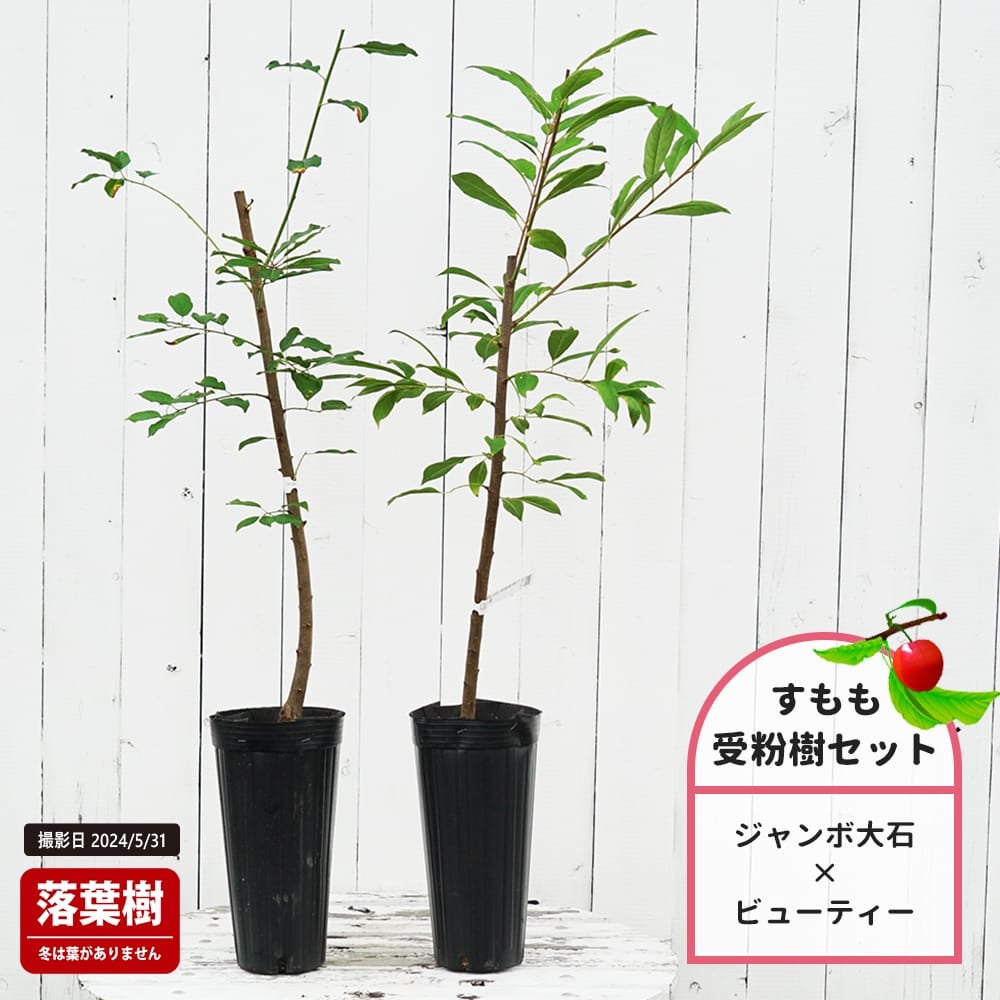 プラム　すもも　ジャンボ大石とビューティーの受粉樹セット