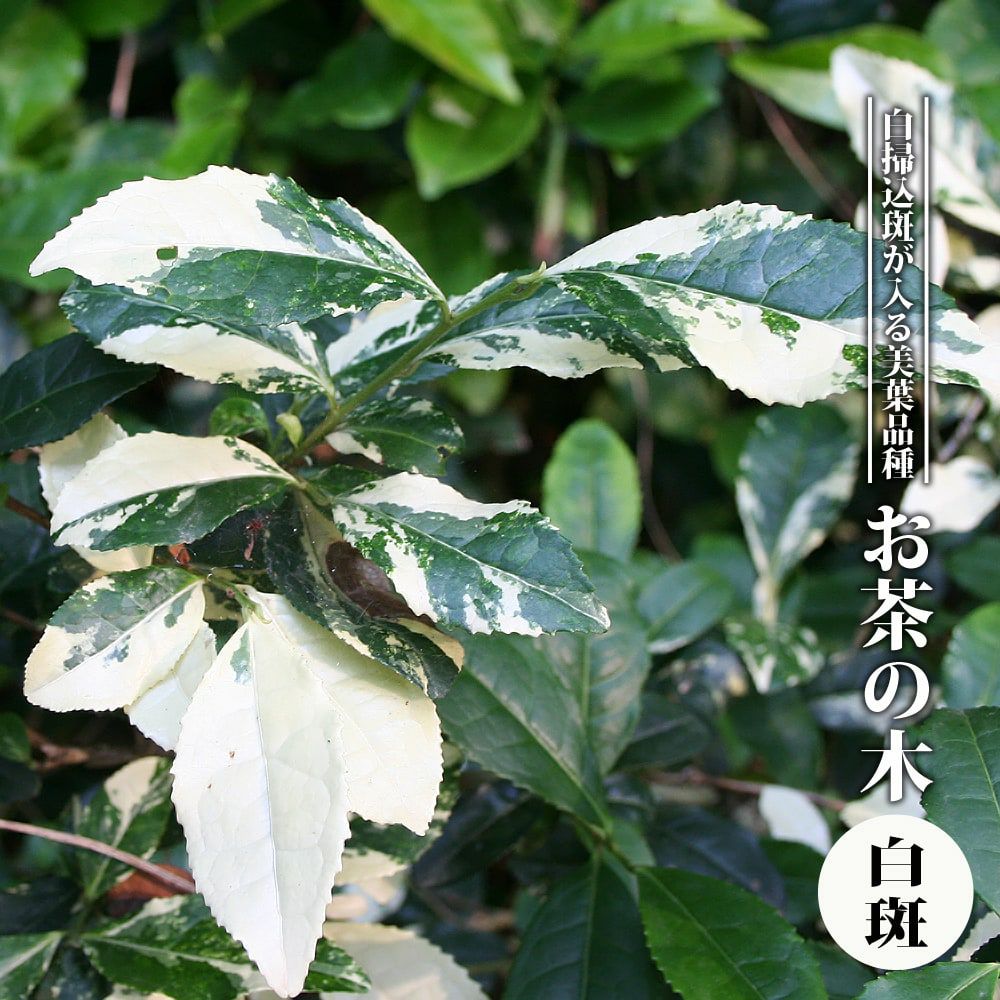 お茶の木 | 苗木部 本店 By 花ひろばオンライン