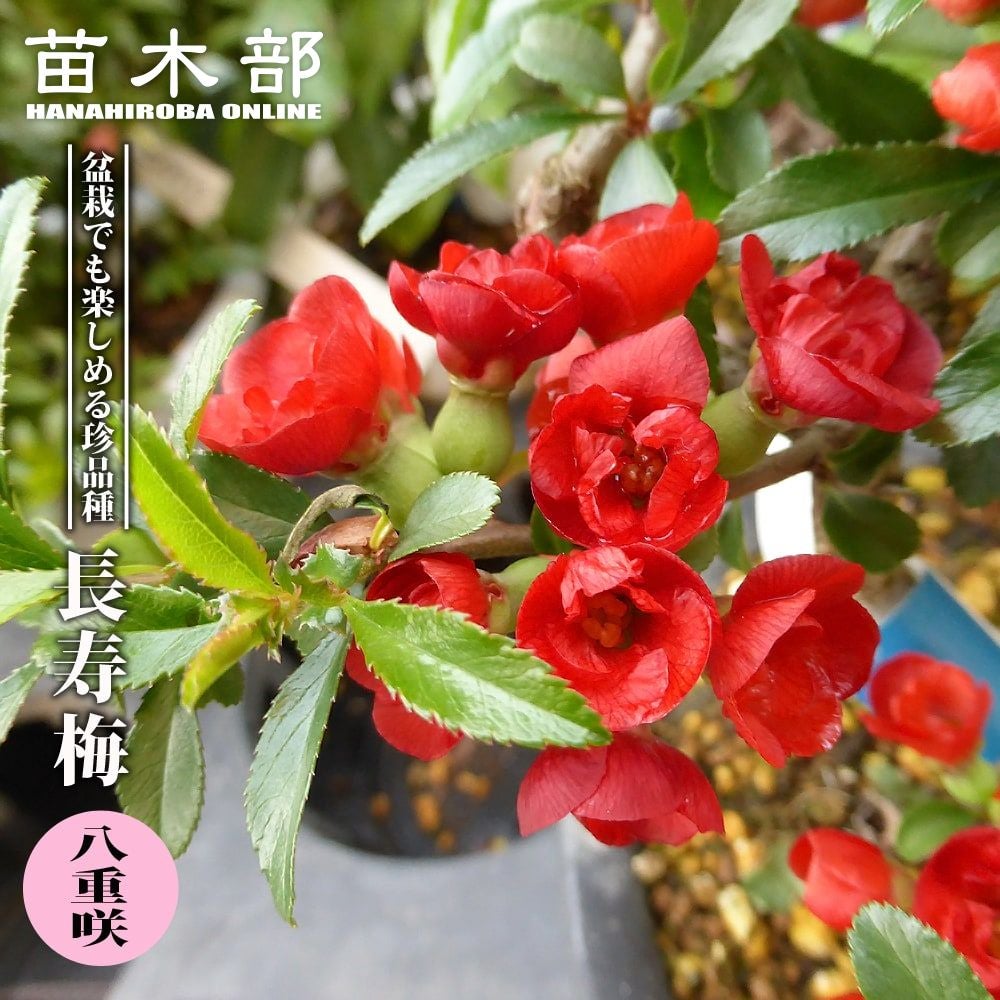 クロモジ 苗 販売 苗木部 By 花ひろばオンライン