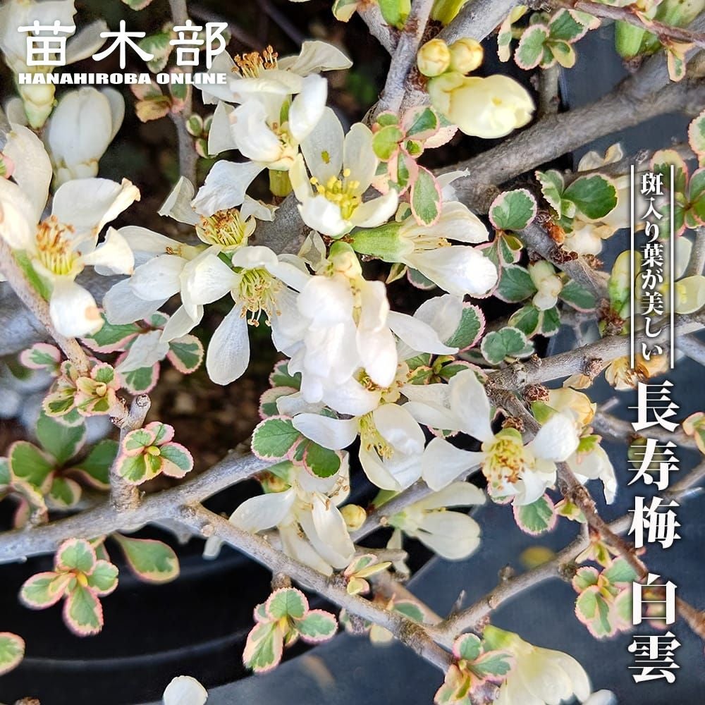 000000050744-01.jpg?size=m&w=