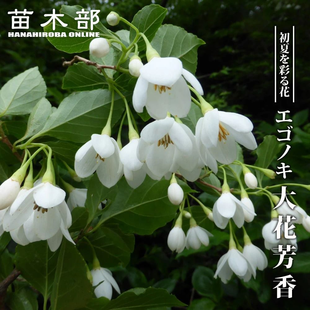 桑 雲竜 苗 販売 苗木部 By 花ひろばオンライン