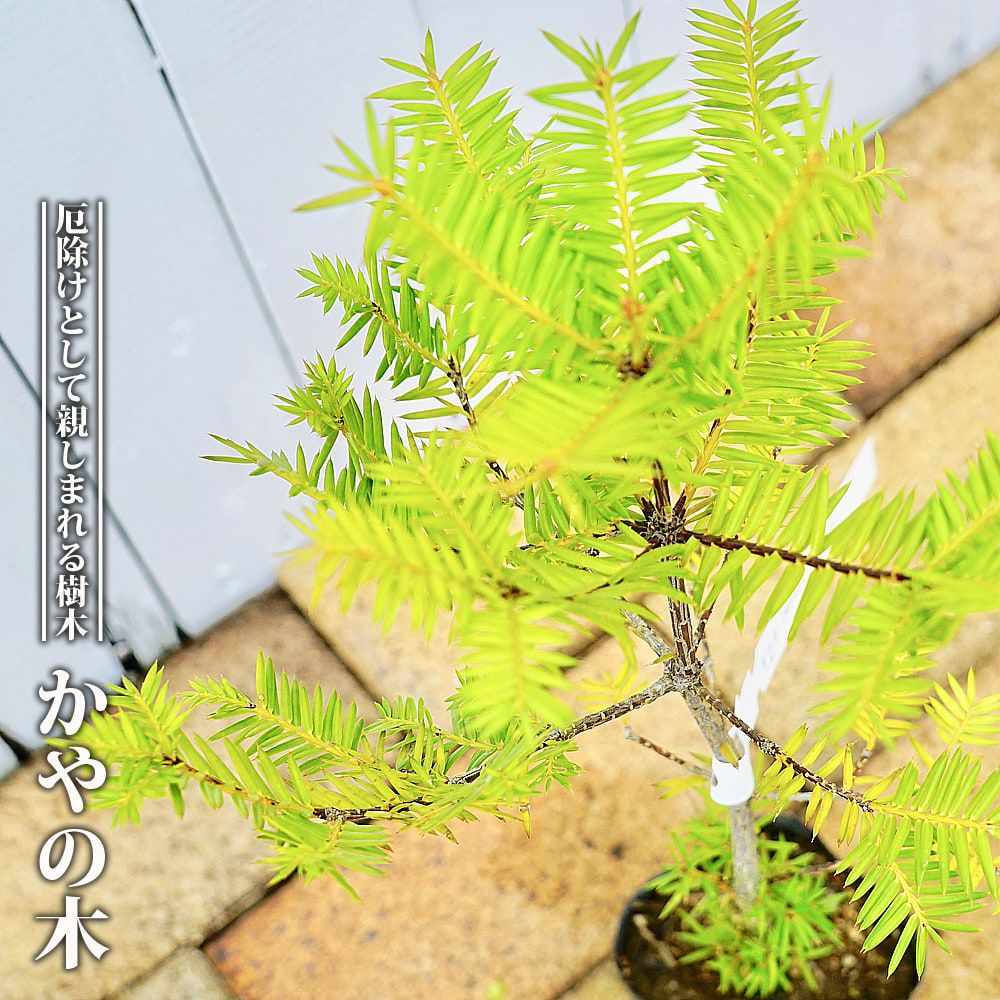 かや ”榧 ”の木 専門店の苗木販売 苗木部 By 花ひろばオンライン 特徴