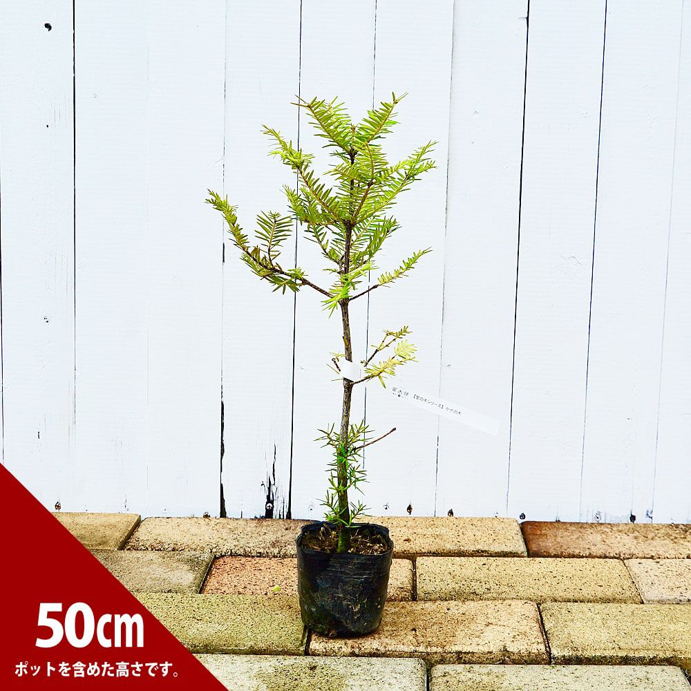 かや ”榧 ”の木 専門店の苗木販売 苗木部 By 花ひろばオンライン 特徴