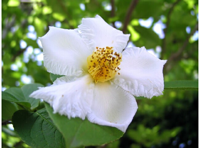 シャラノキ ヒメシャラ 苗 おすすめ 苗木部 By 花ひろばオンライン