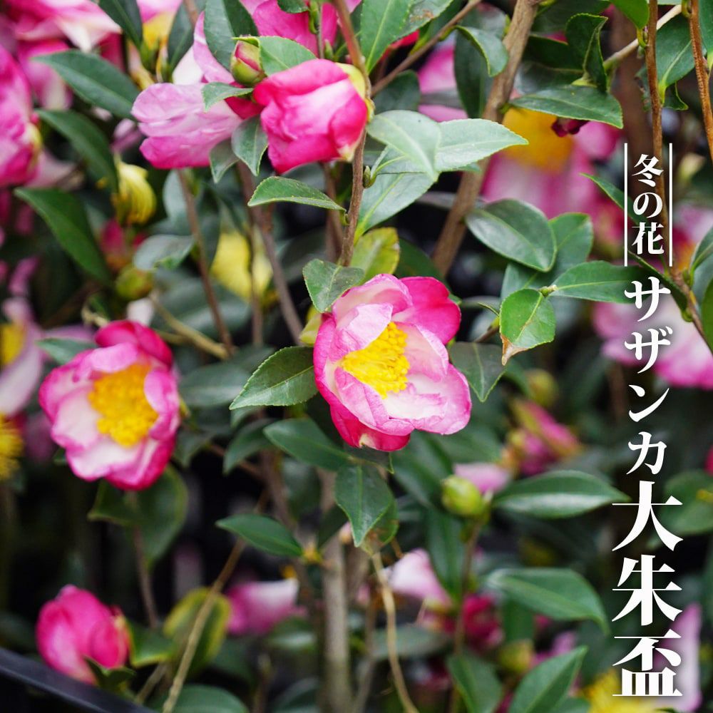 000000050774-01.jpg?size=l&w=